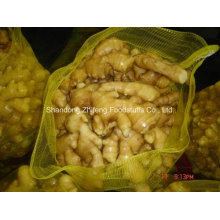 Changyi High Quality Fresh Ginger